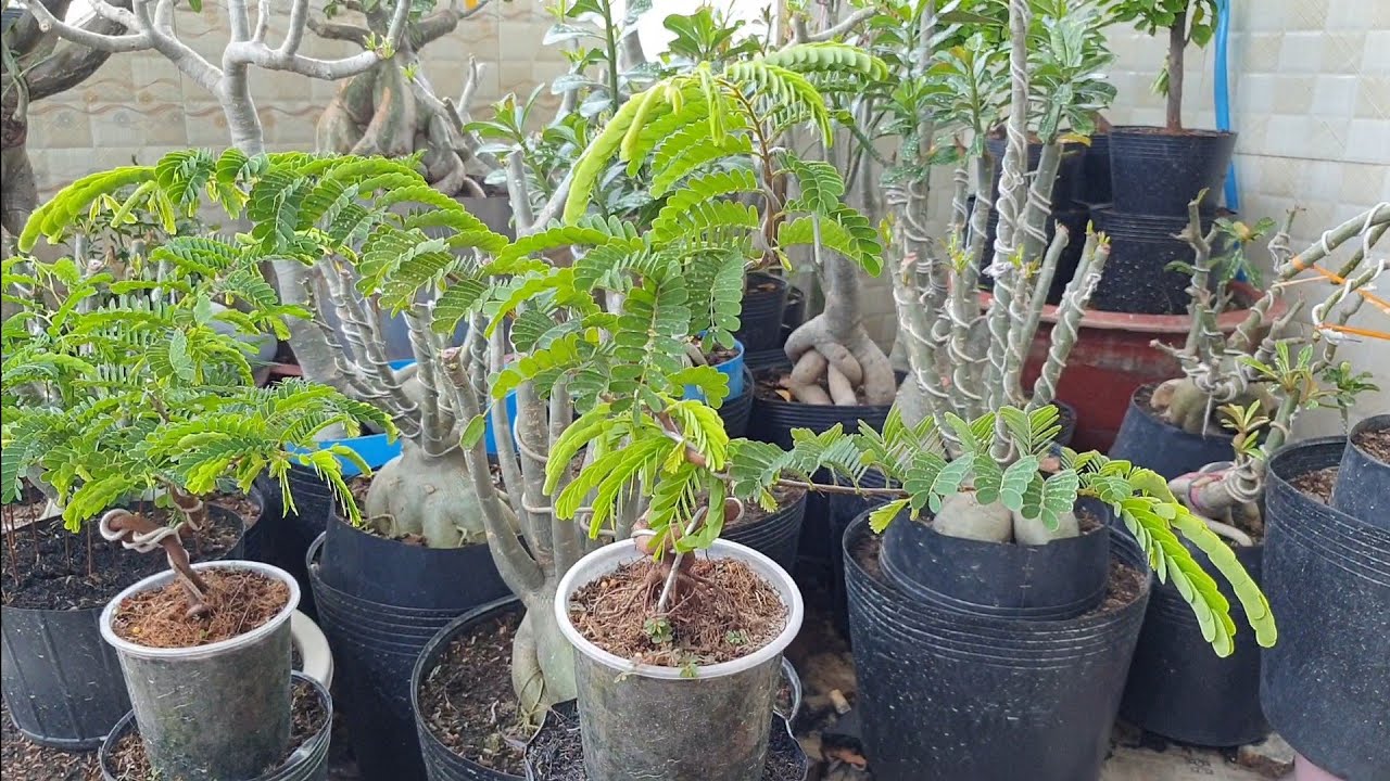 Quấn Rễ Và Tạo Dáng Cho Cây Me Có Dáng Đẹp Từ Khi Còn Nhỏ.