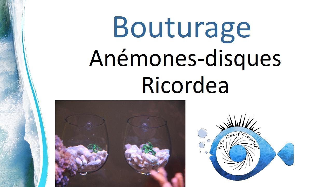 Bouturage Anémones-disques Pot en verre pour aquarium – Senzeal - Mr Recif Captif #275