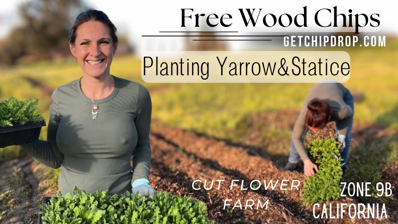 На старт, внимание, посадка! Зона 9b, срезанные цветы в Калифорнии #cutflowerszone9b