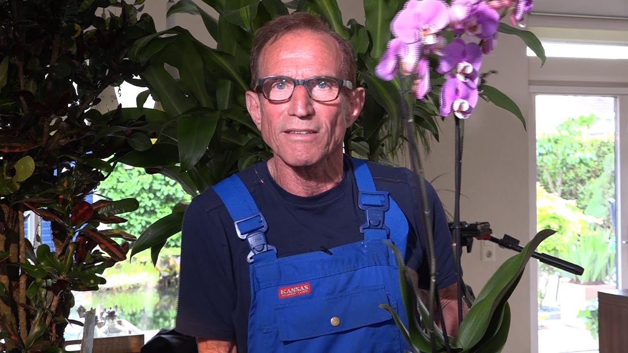 Rob Verlinden geeft tips over kamerplanten: 'Klimop zorgt voor meeste zuurstof'