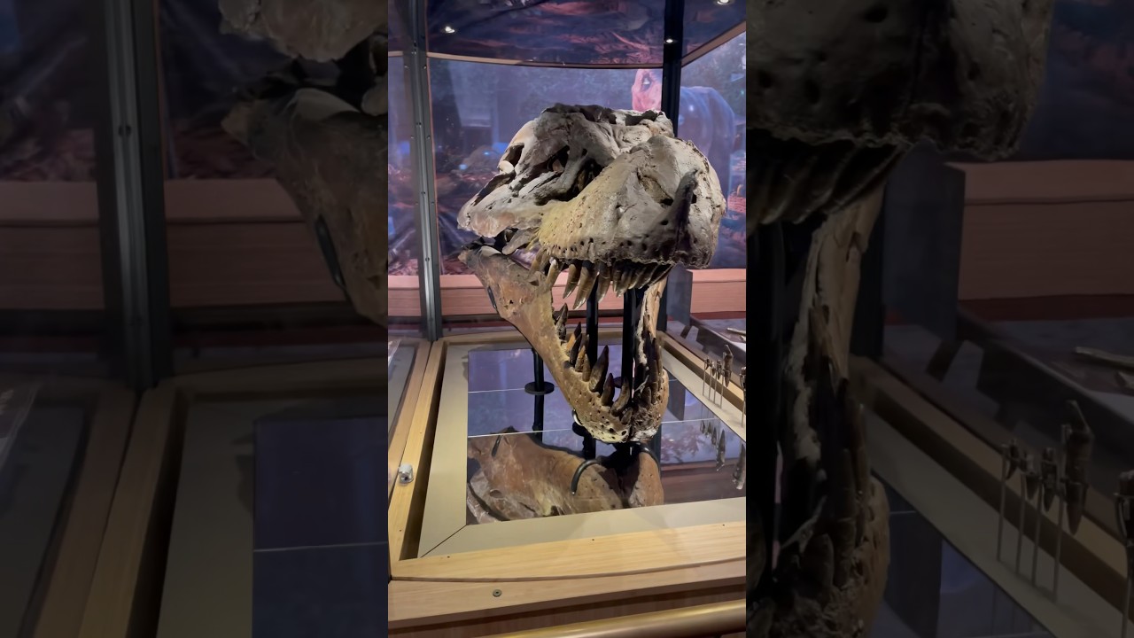 Visiting Sue, one of the biggest T. Rex skeletons found #trex #dinosaur #travel