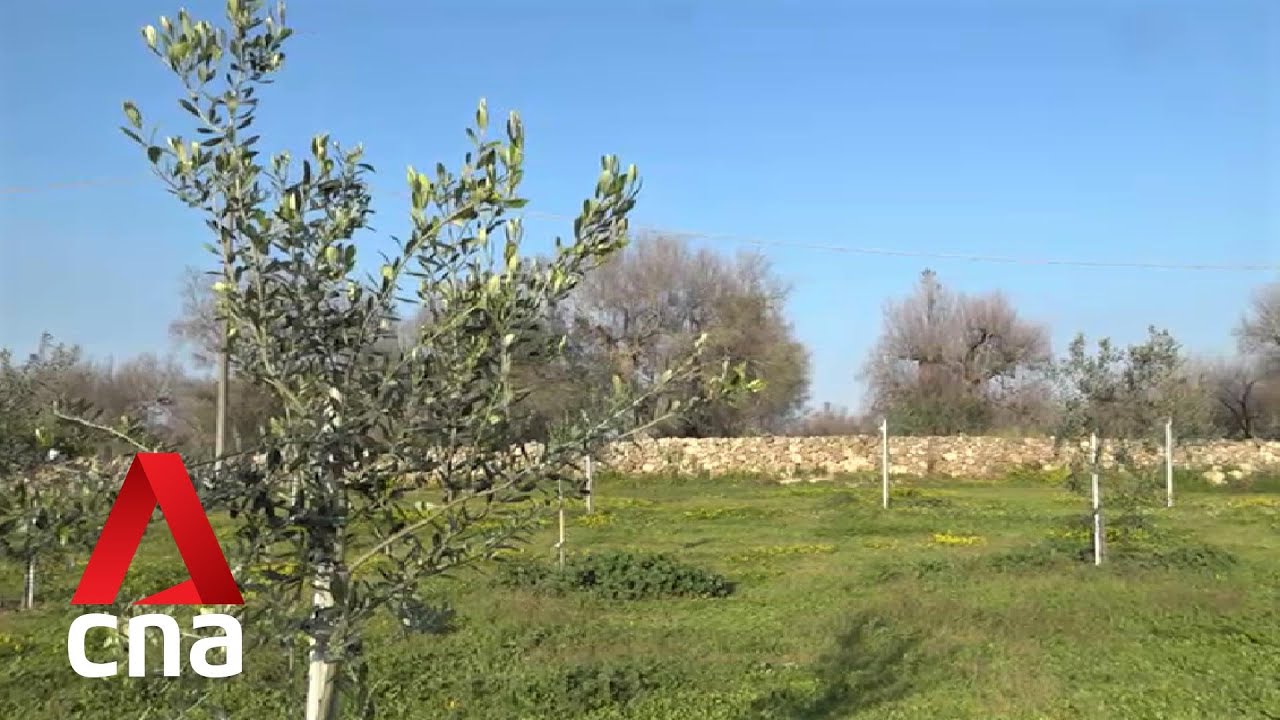 Italy’s olive oil industry find ways to save olive trees lost to deadly bacteria