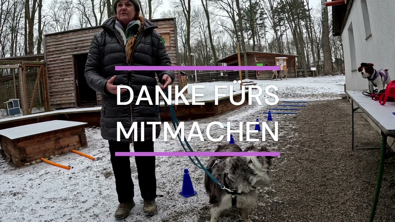 TTOUCH HUNDE  - BODENARBEIT IM LEHRPARCOURS