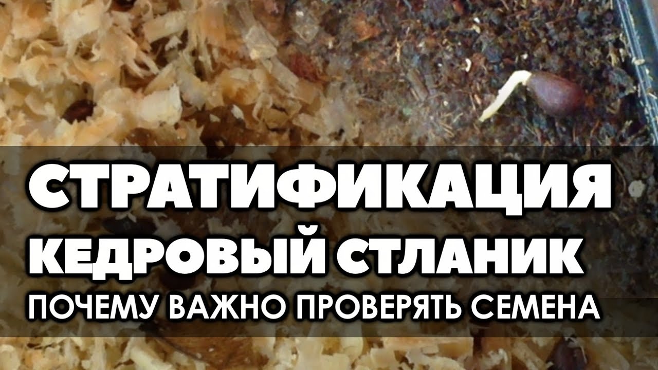 ❄🌱 Стратификация. Кедровый стланик. Почему важно проверять семена на стратификации.