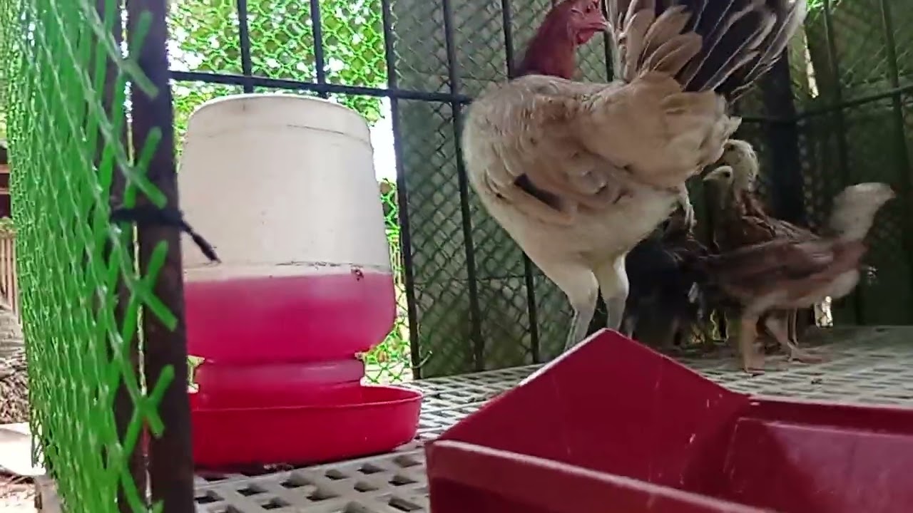 5k sweater hen #games #rooster #gamefowl #roosterfarm #trending #gaming #viral #video #viralvideo 