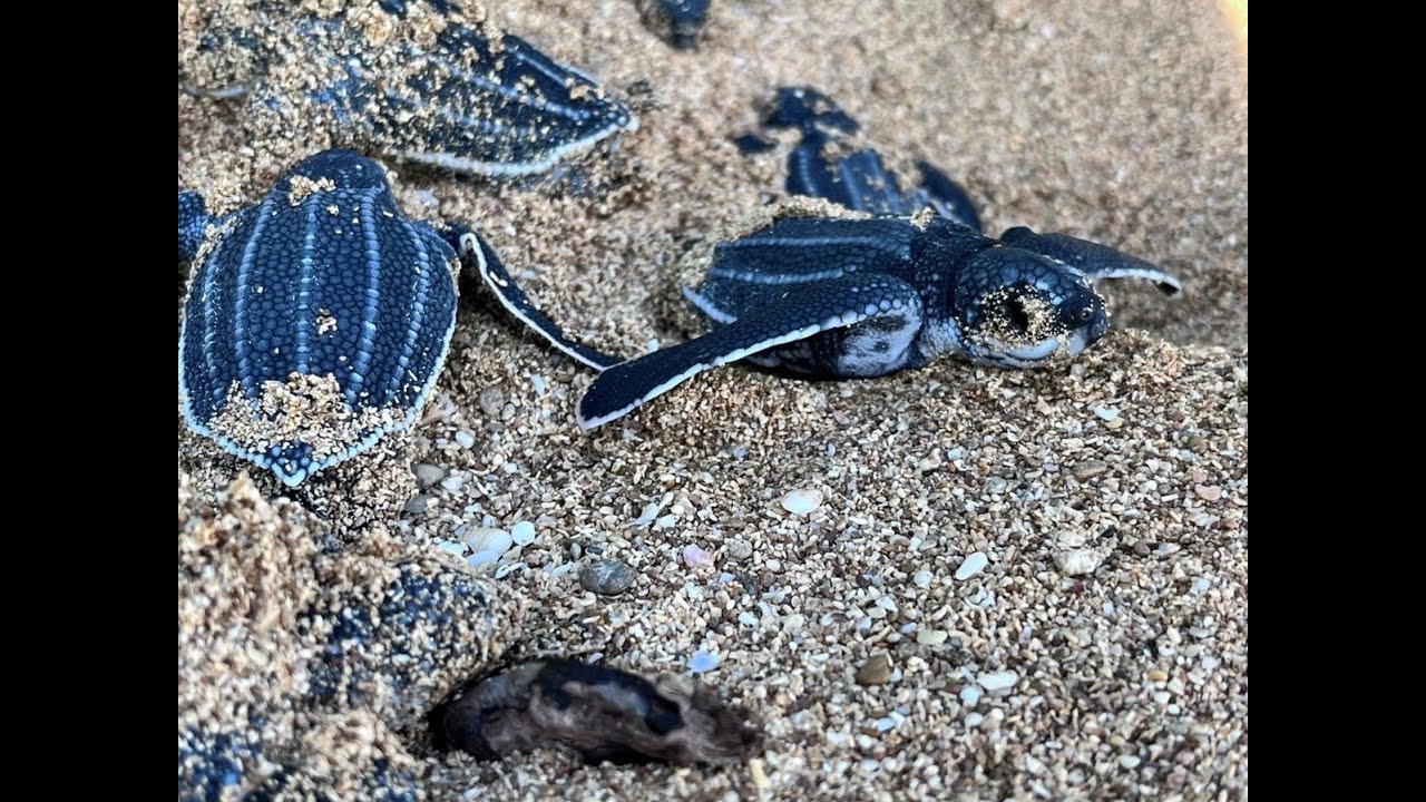 Endangered Leatherback Hatchlings on Soropta Beach, Panama