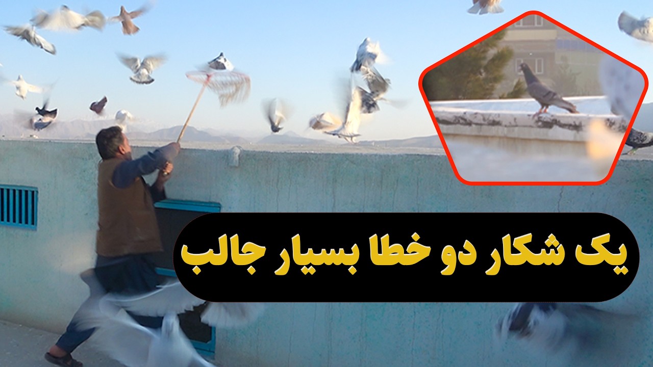 0461 / یک شکار دو خطا بسیار جالب/ Afghan Shawqi