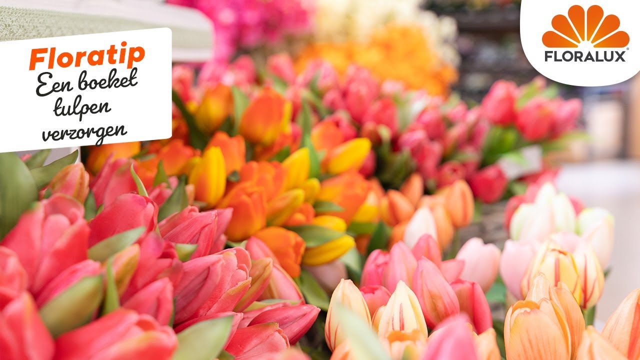 Floratip: een boeket tulpen verzorgen