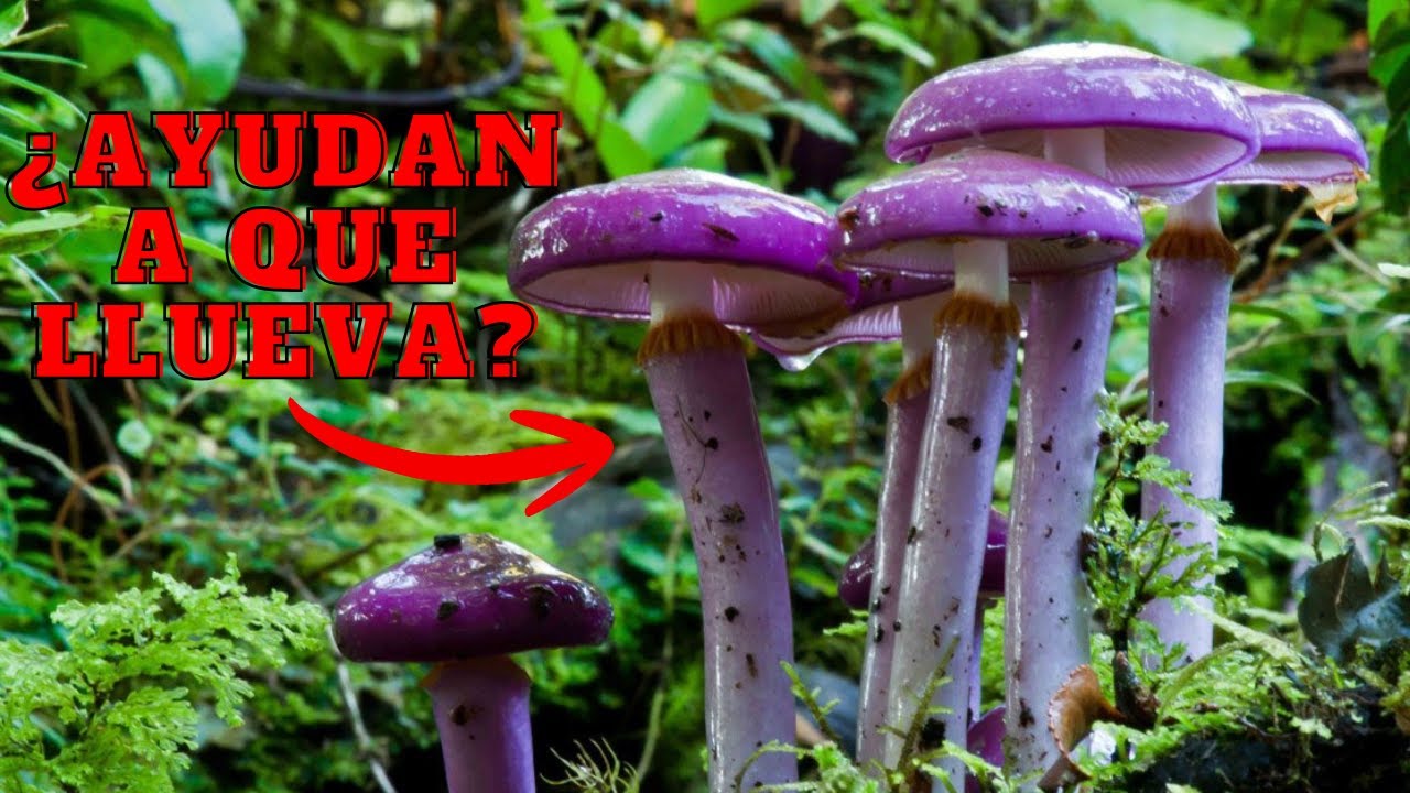 ¿Qué es un Hongo? + Ecología | Curso de Introducción a la Micología de Hongos de Cultivo #1