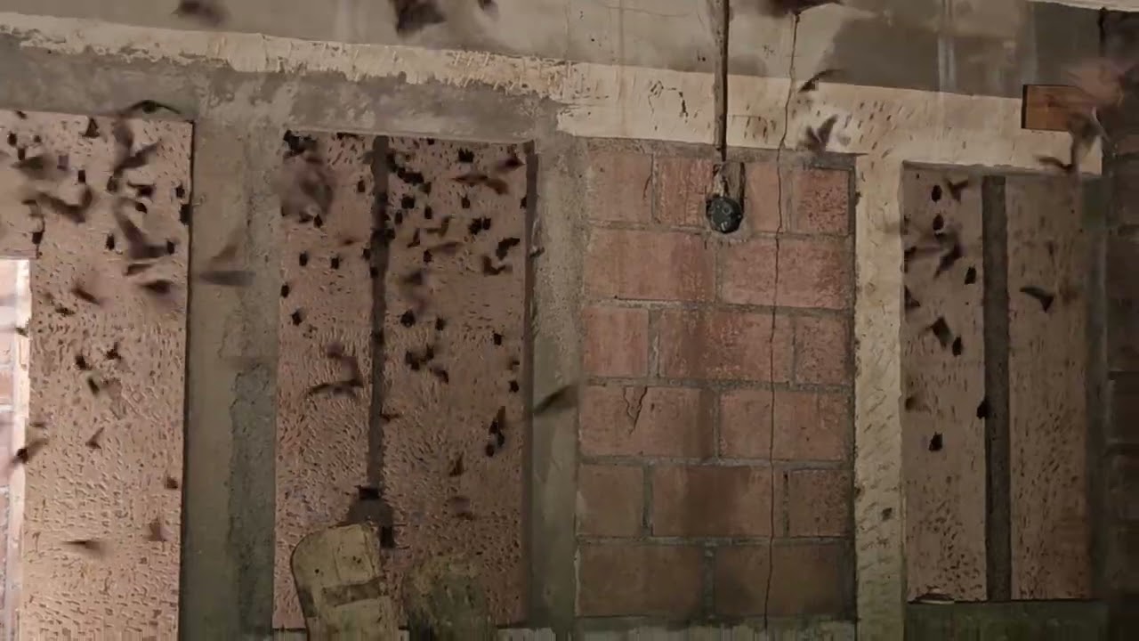 Batman in El Salvador