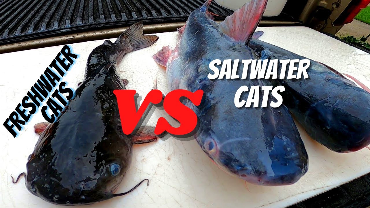 Freshwater Catfish VS Saltwater Catfish*** Catch Clean and cook taste test
