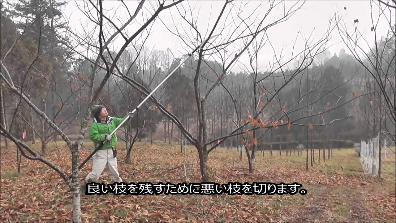 岡山甘栗の剪定方法（成木の場合）