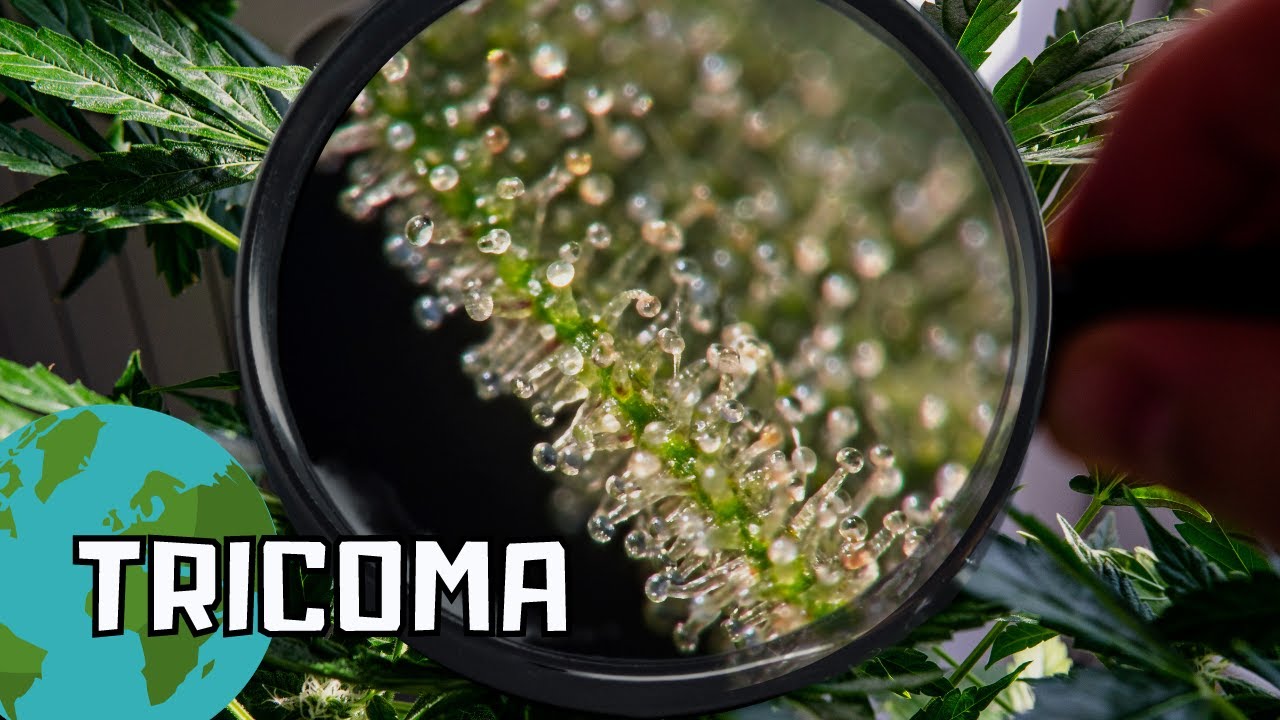 Qu&eacute; son los TRICOMAS del CANNABIS ?