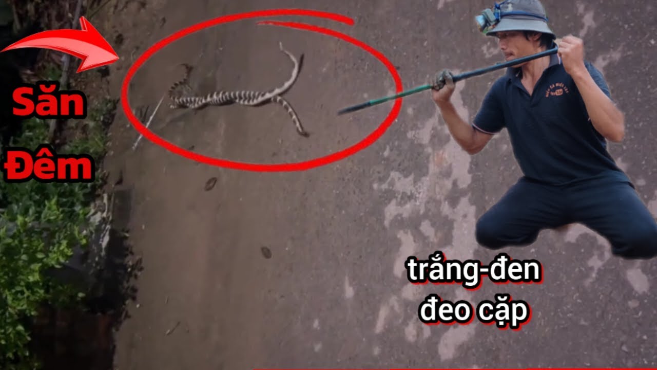 SĂN rắn đêm và cái kết#hcmt