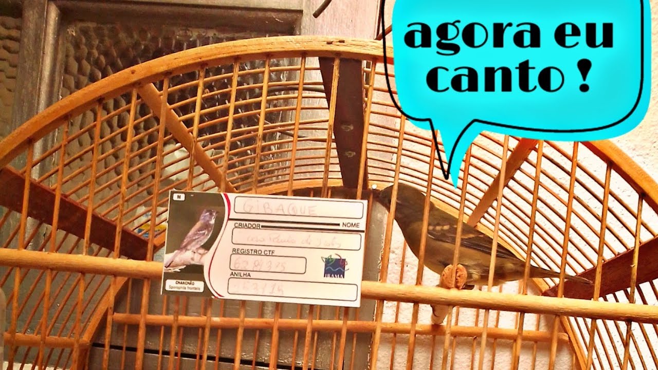 como foguear seu chanchao ou pixoxo!