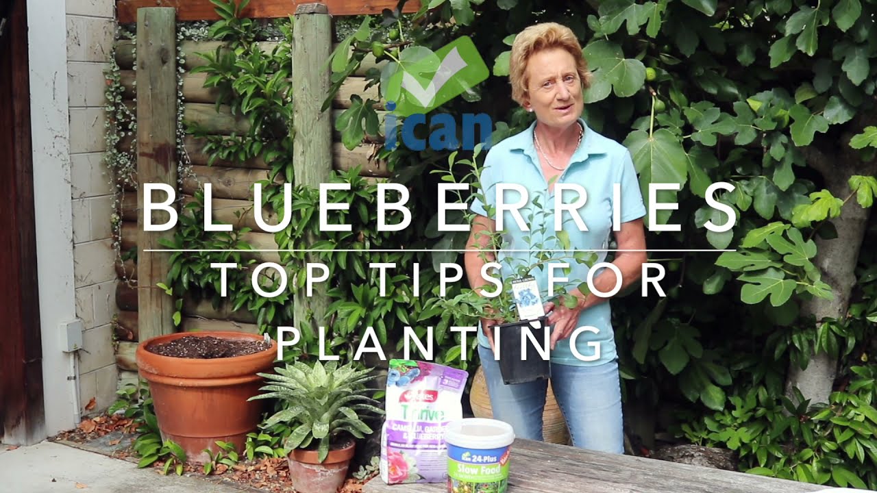 Top Tips on Planting Blueberries