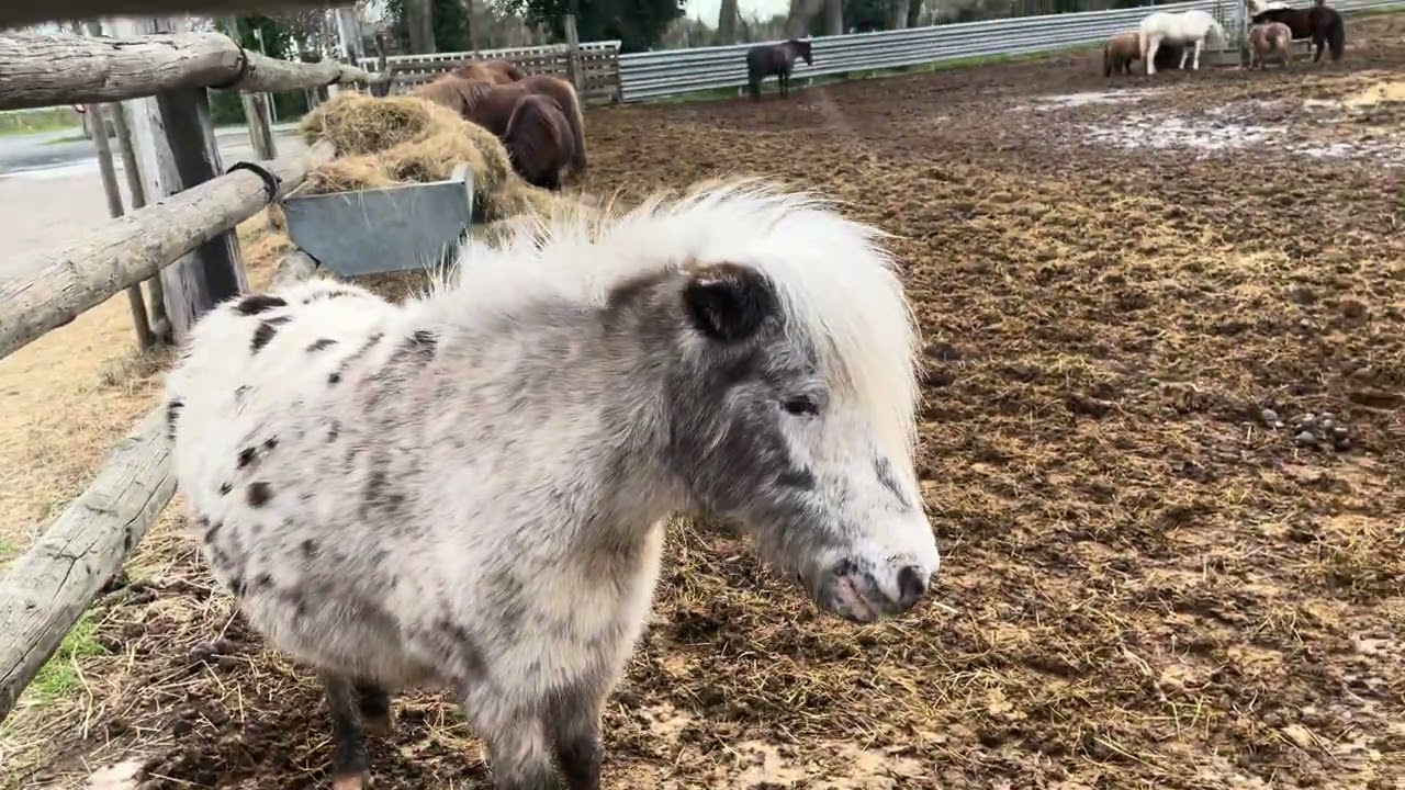 3 février 2026🇫🇷🇲🇦دخلو تشوفو فين مشيت حبايبي دوزت واحد نهار ياسلام نسيت المرض وعاش الملك 🇲🇦