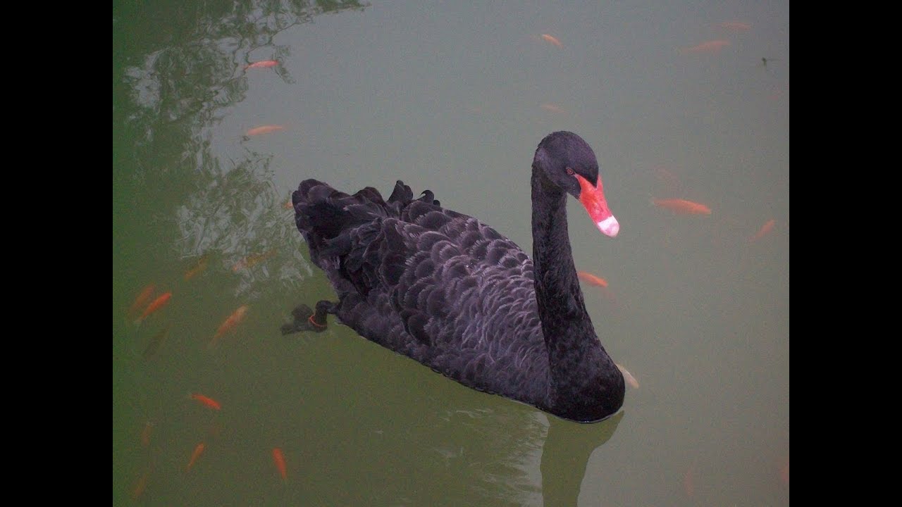 Black Swan & Black-Necked Swan as Totems