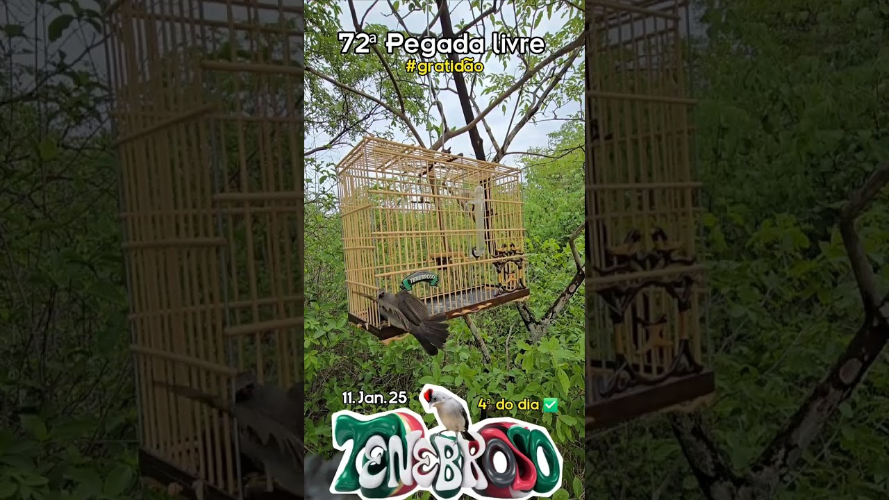 72ª Pegada Livre #gratidão #abrefecha #criarepreserva #pegadalivre #mariafita #cravina #aves #ave