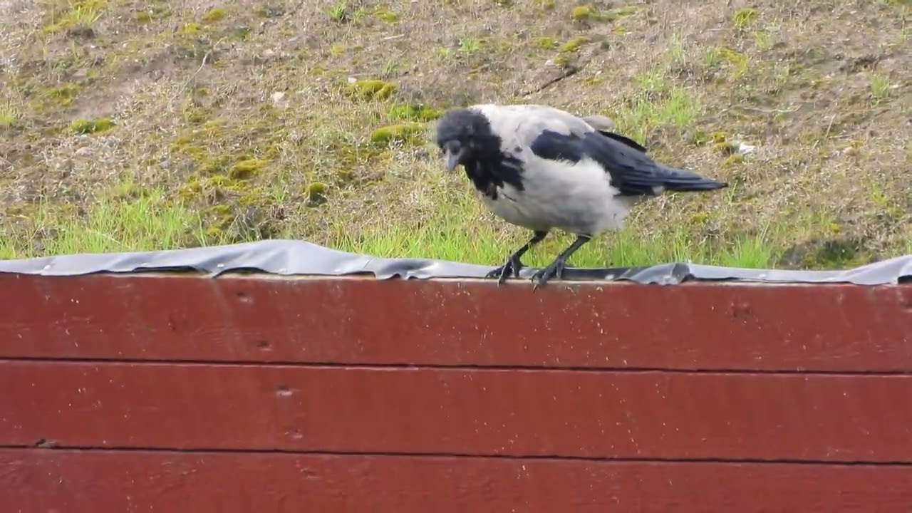 Bonte kraai