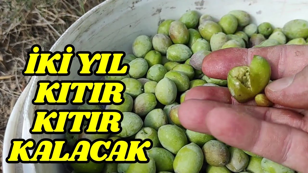 En Dayanıklı Yeşil Zeytin Kurma Tarifi