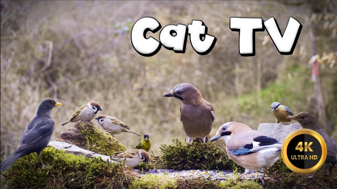 Cat TV for Cats to Watch 🐈 - WHAT DID THE JAY SAY?🐦‍⬛(4K)