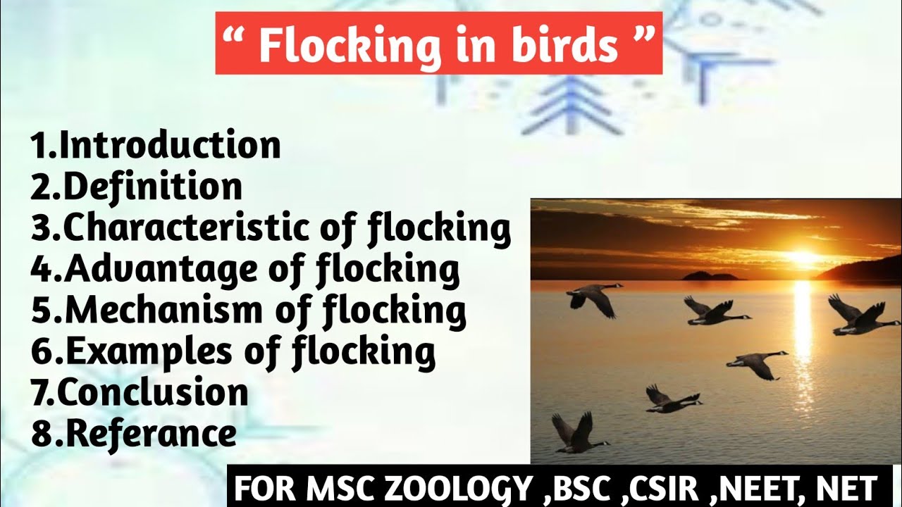 Flocking in birds | characteristic of flocking | Advantage | Mechanism | Example of flocking