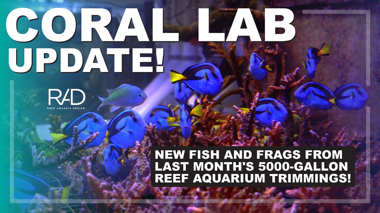 Unboxing Our Coral Lab, See How We Frag & Farm Living Reefs by Reef Aquaria Design