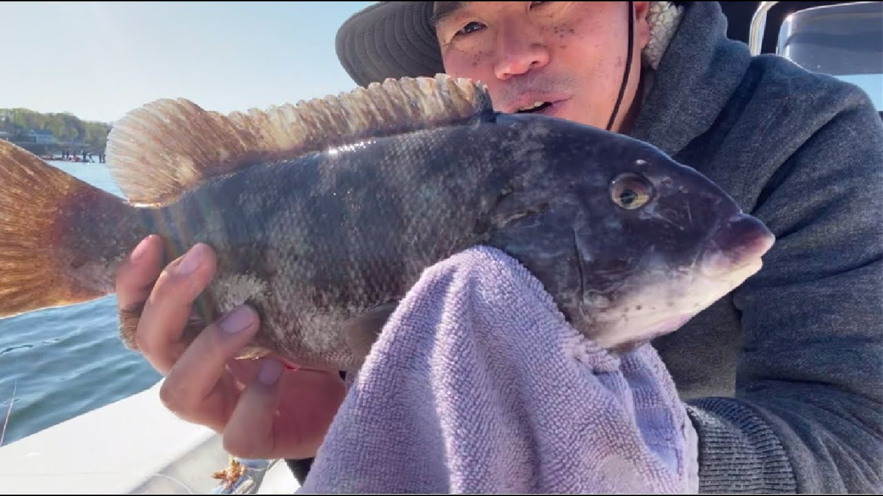 Tautog fishing in Tiverton, RI (5/1, 2022)