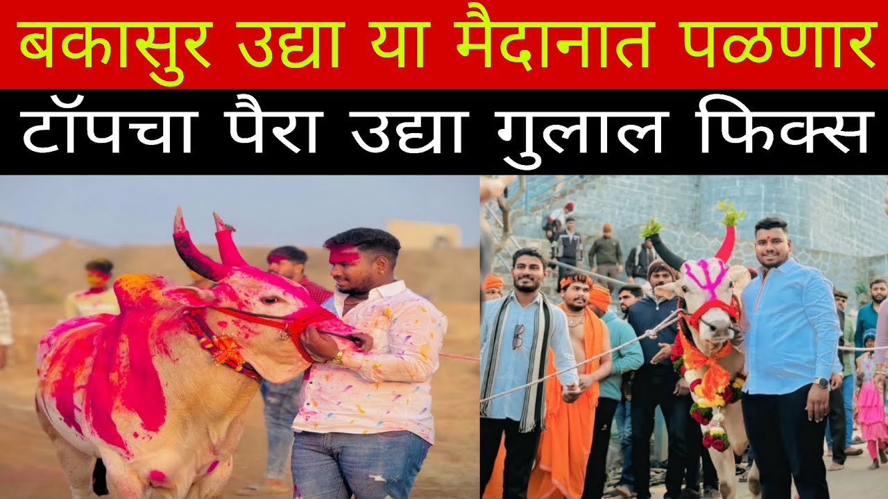 उद्या बकासुर या मैदानात पळणार नगराध्यक्ष केसरी ओपन मैदान टॉपचा पैरा गुलाल फिक्स 
