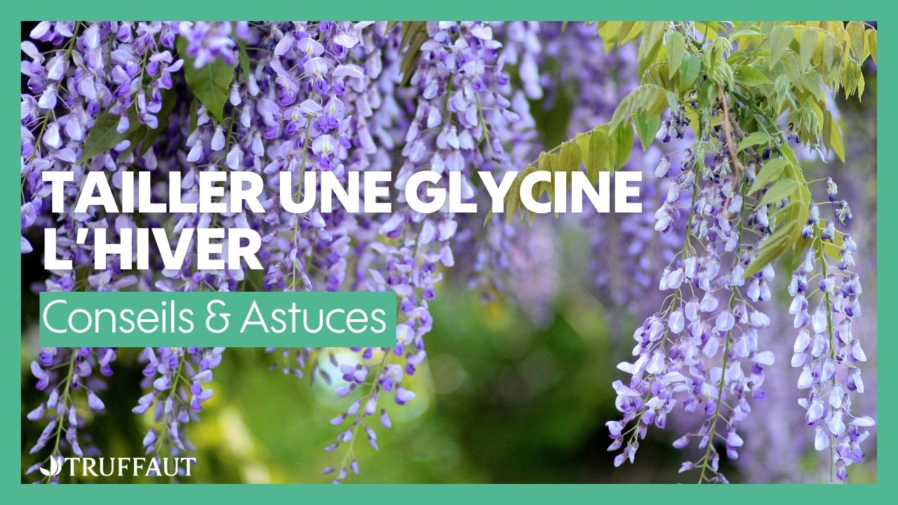 Tailler une glycine l'hiver pour une belle floraison au printemps - Truffaut