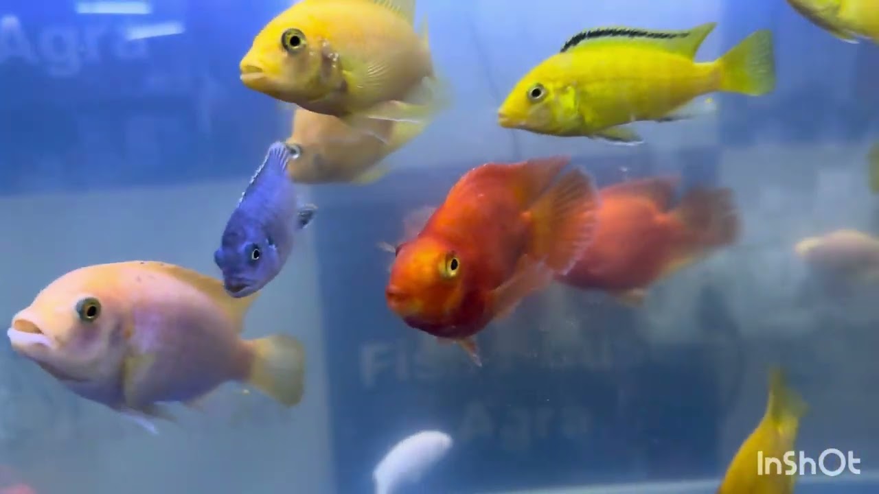 New fish stock 18 February 2026 @sheelafishouseagra 