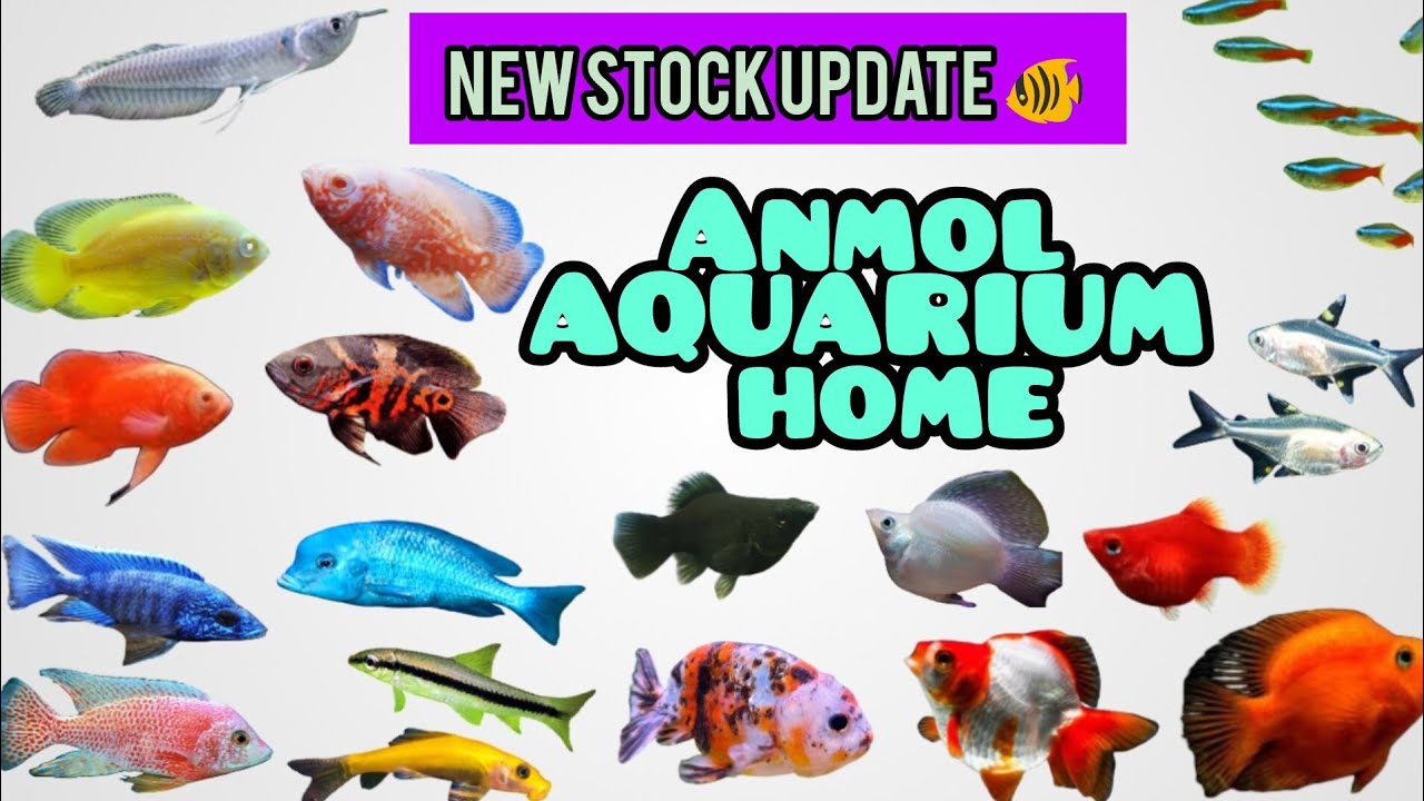 New stock update 🐠/anmol AQUARIUM home 🐠#planetaquarium #fishaquarium #exoticaquariumfish #fishtank 