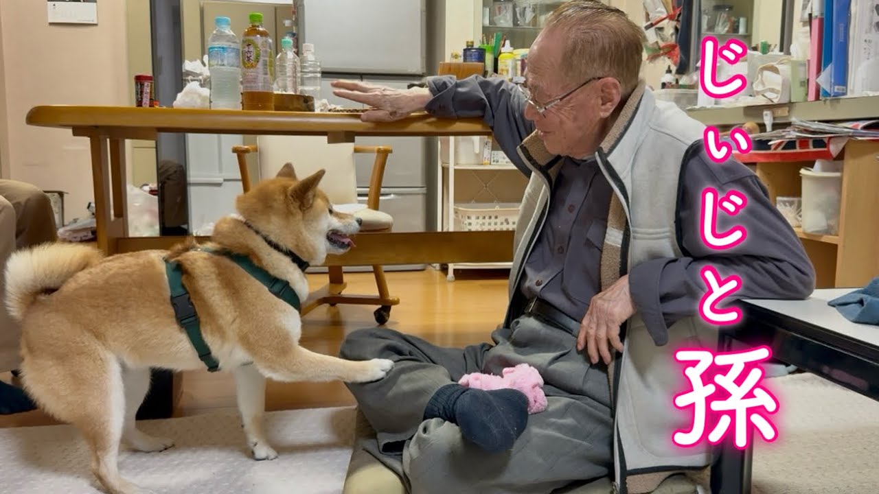 おじいちゃんを遊びに誘ってみるもからかわれて逆ギレする柴犬が可愛い