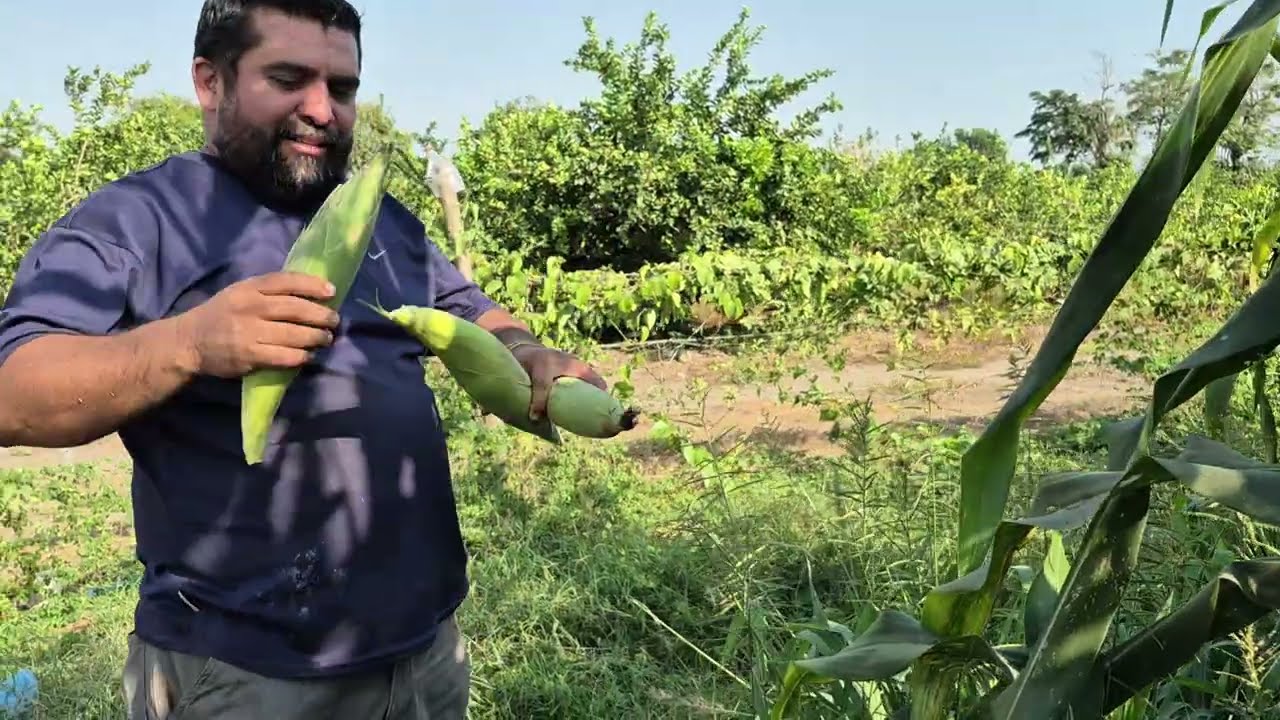 Ya tenemos milpa para silo a 35 Quetzales la Bolsa
