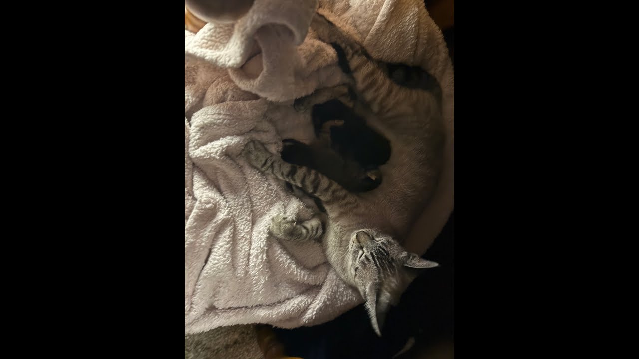 New kitten cam live!