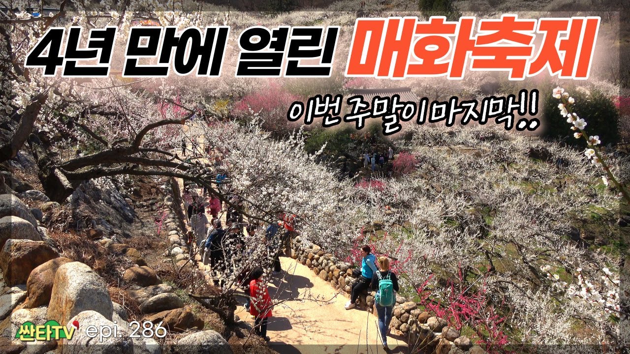 【등산 쫓비산】 대한민국 매화 1번지 '광양 매화마을' / 봄꽃 축제 / 전라도 여행
