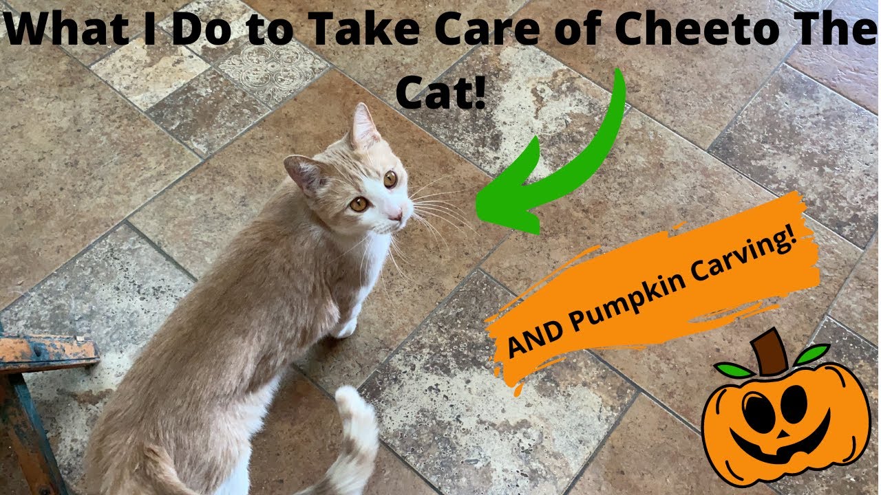 What I do to Take Care Of Cheeto The Cat + Pumpkin Carving VLOG! | My Horse & I