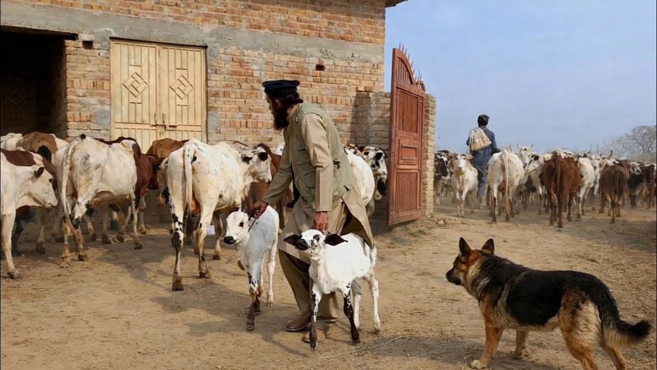 Morning Journey: Cow Herd Leaves, Calves Held Back