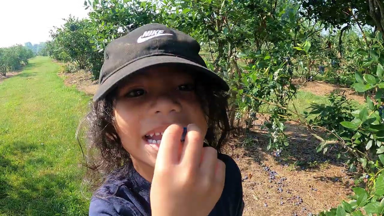Blueberry picking 2025