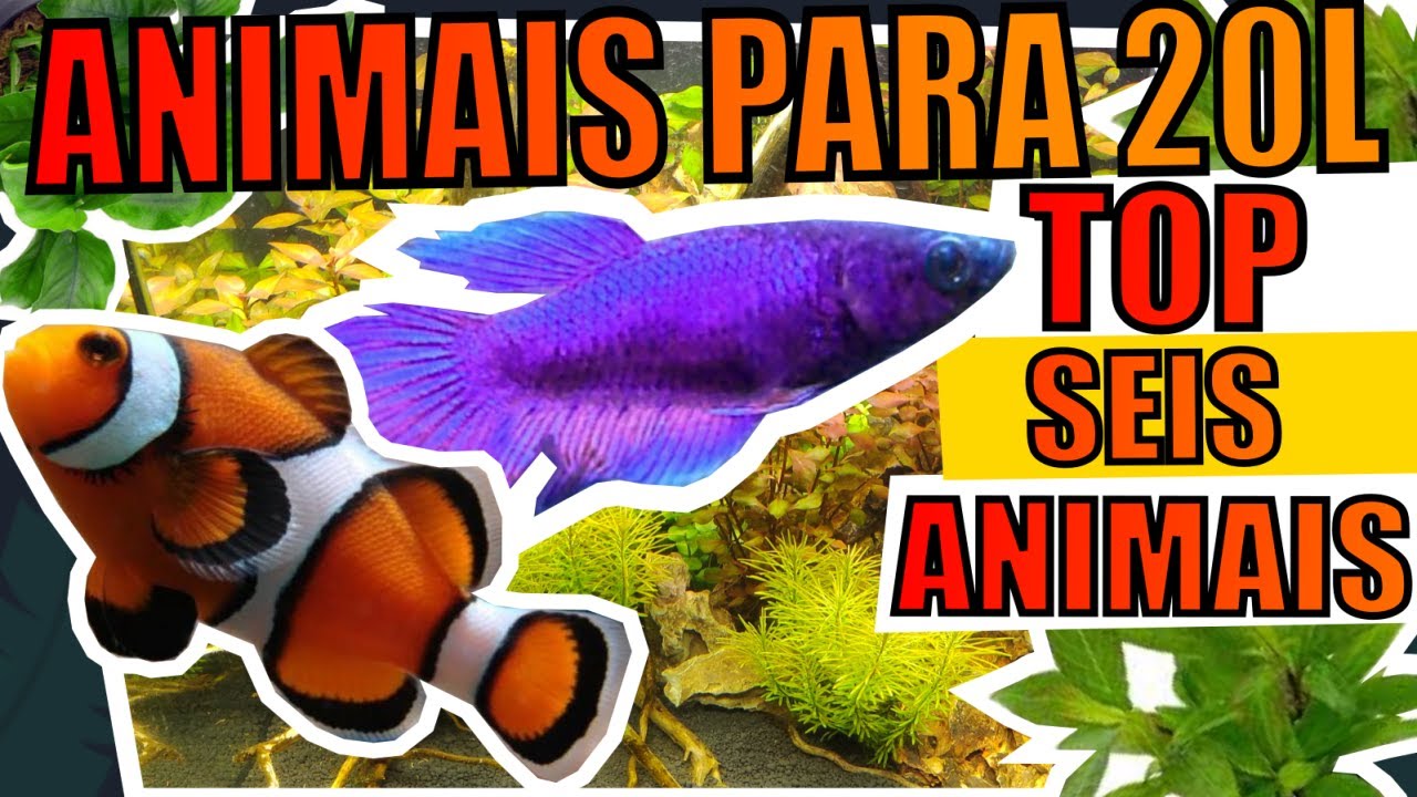 🔴AQUÁRIO DE 20 LITROS: QUAIS ANIMAIS COLOCAR |Mr. Betta|