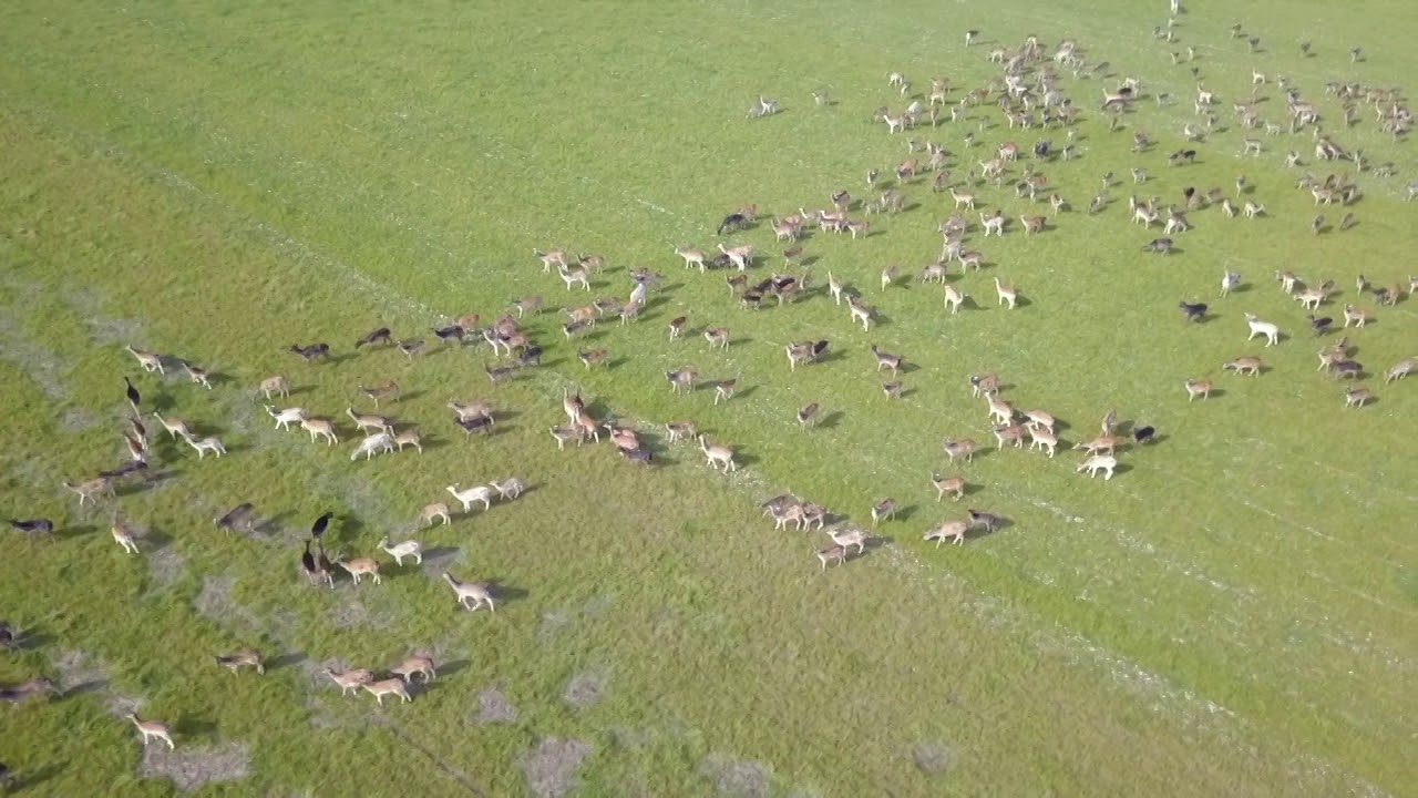 Super herd of Wild fallow deer, 300 + animals