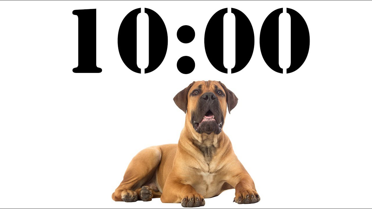 10 Minute Dog Timer for School and Homework. Dog Bark Alarm Sound