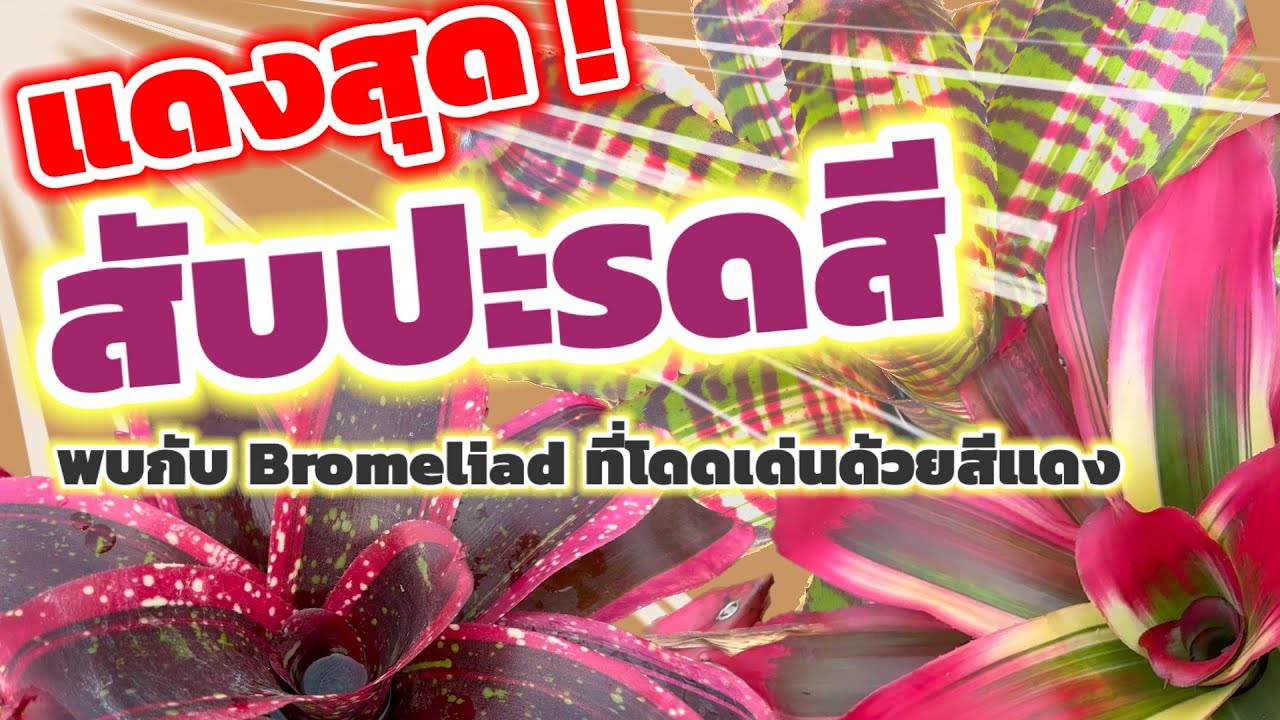 แดงจัด! แดงสุด! จีนชอบมาก! สับปะรดสี