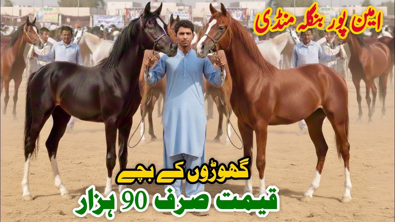 Horse Mandi Aminpur Bangla Faisalabad | Horse For Sale Pakistan | Ghora Mandi | Shok Nawabi