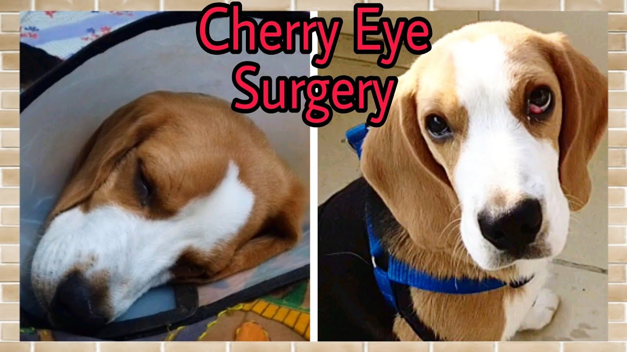 Cherry Eye Surgery In Dogs | Cherry Eye Surgical Correction Completed