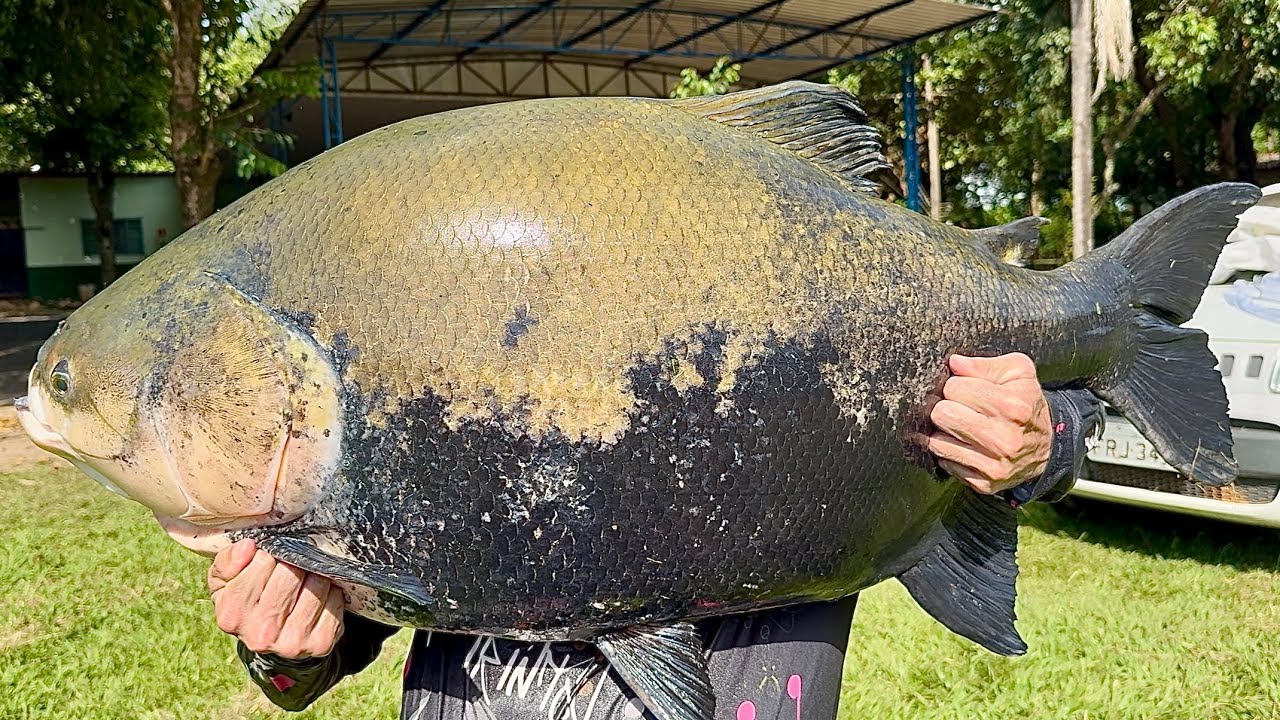 MÃE DO CORREGO DAS ANTAS 37KG/ 4H DE BRIGA 😱
