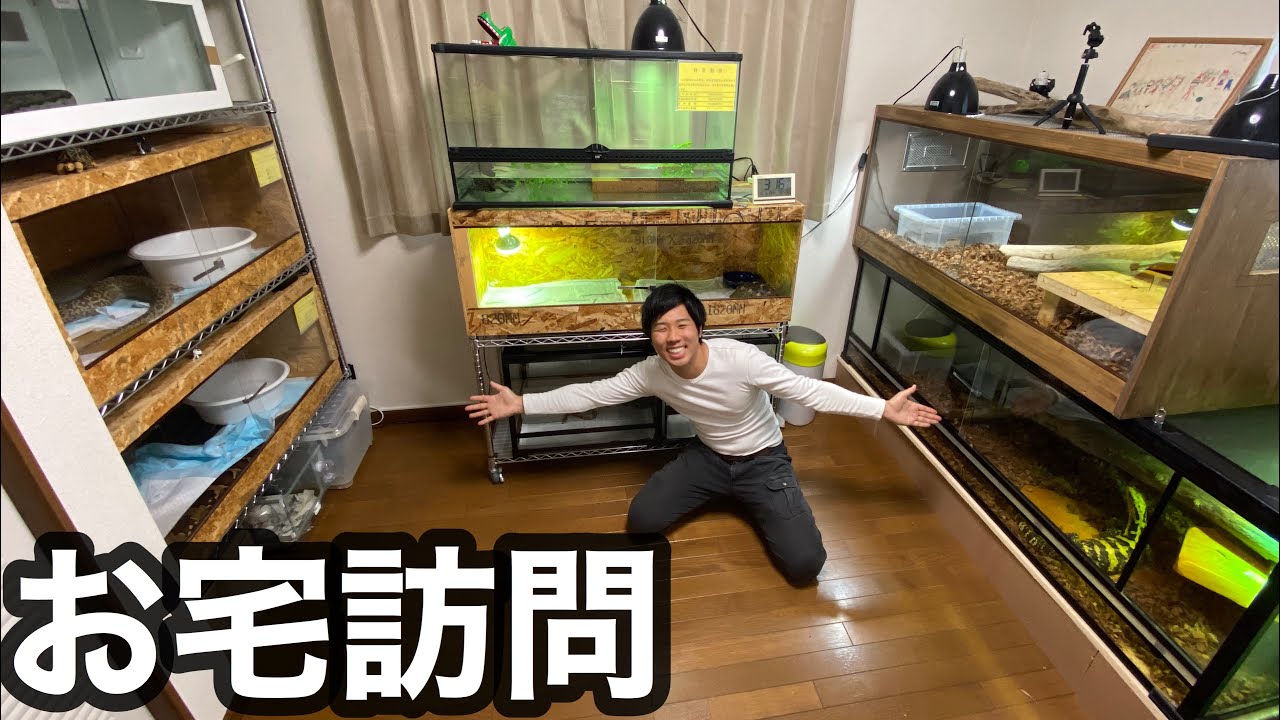 大蛇にワニにオオトカゲ！巨大な爬虫類だらけのマニアの部屋が楽し過ぎる
