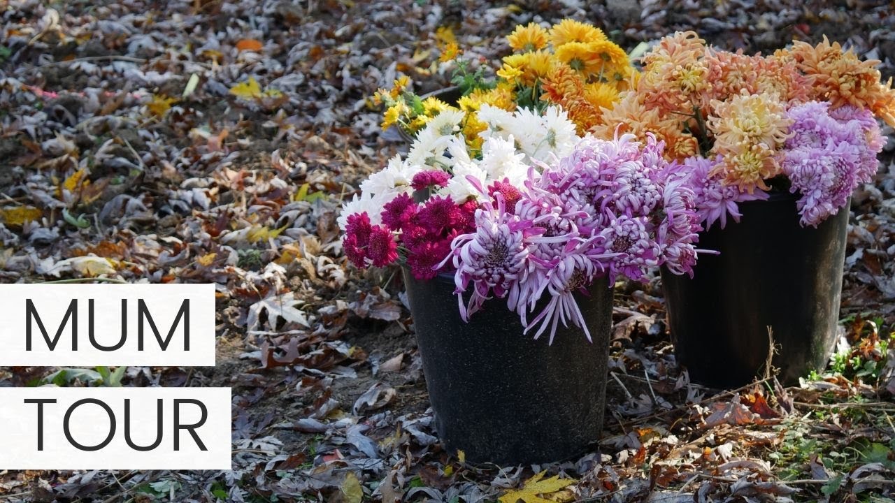 FULL TOUR: Chrysanthemums // Florist Mums from King's Mums 2020