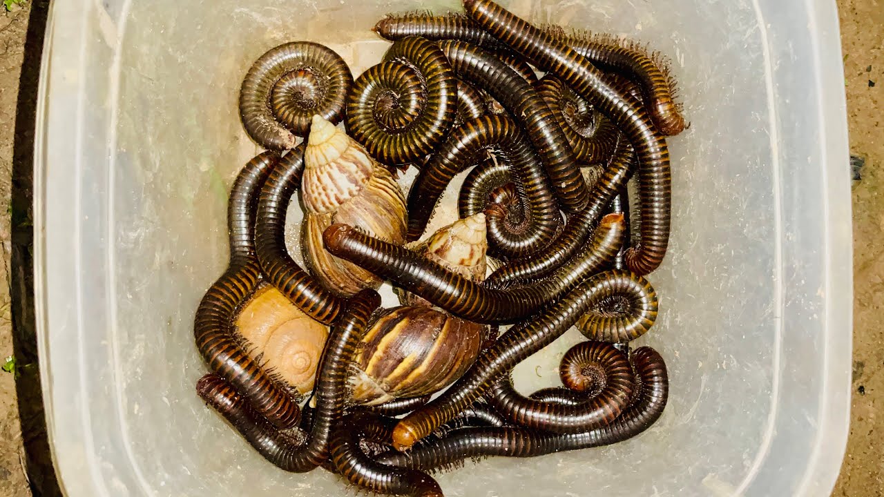 Amazing catching giants millipedes and snails at night 